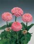 Seminte profesionale Zinnia elegans  - Circiumarese - imagine 48776